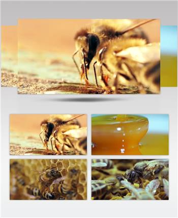 蜜蜂采蜜蜂蜜产品展示天然蜂蜜宣传视频素材