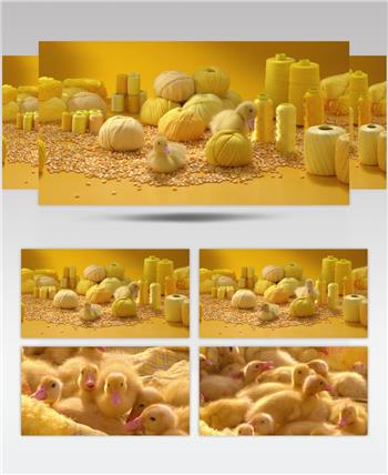 可爱小鸭动物特写玉米创意艺术宣传片背景视频