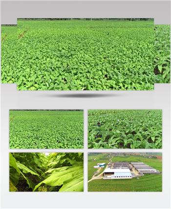 云南烟草种植基地视频素材