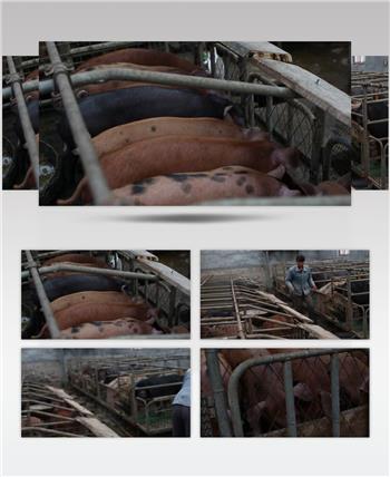 小猪 养猪场 喂猪 小猪吃食抢食