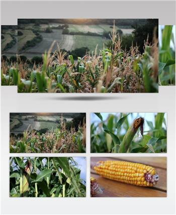 玉米地玉米农业种植粮食