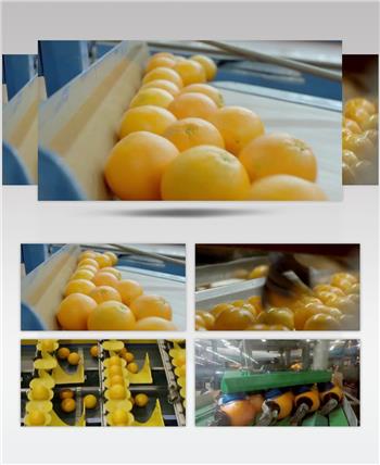 脐橙水果加工生产链工厂视频素材