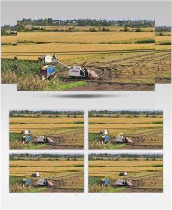 4K农民收割粮食水稻庄稼