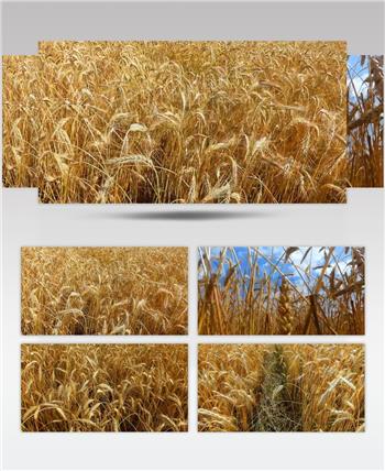特写丰收金色麦田成熟小麦农业经济发展视频素材