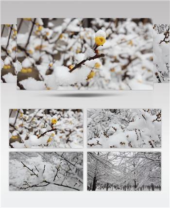 雪中梅花特写镜头实拍视频素材