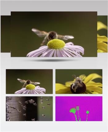 养蜜蜂蜂蜜现代养蜂视频素材