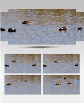 4K池塘里一群野鸭子