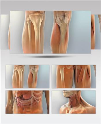 人体解剖学医学三维动画视频素材