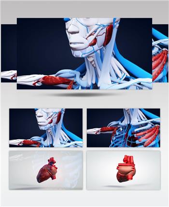 心脏跳动医疗科技医学动画视频