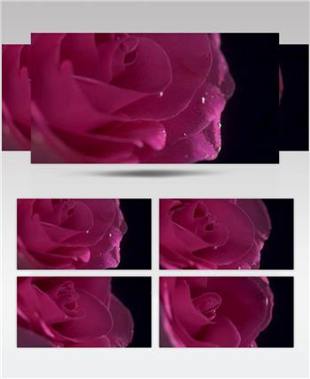 玫瑰 植物 情人节 质地 黑色背景 气泡 水下 粉色的 草 花