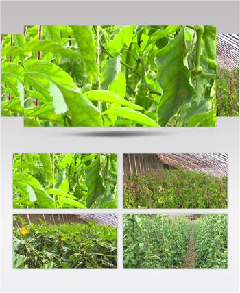 高原夏菜辣椒苗番瓜大棚蔬菜视频模板