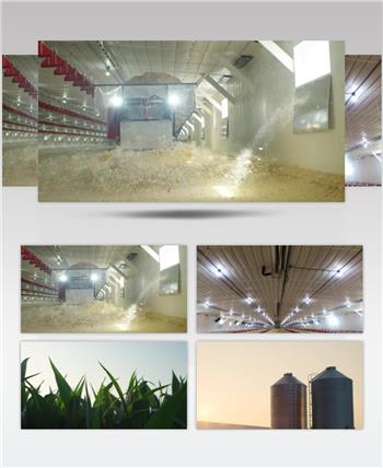 现代化养殖养鸡场实景拍摄视频素材