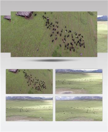 航拍藏族草原吃草牦牛群高清背景视频