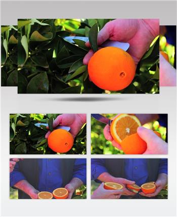 鲜橙子脐橙果园水果种植果实成熟农业丰收实拍视频素材