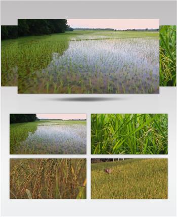 农作物农田水稻