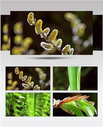 万象更新植物成长延时视频素材