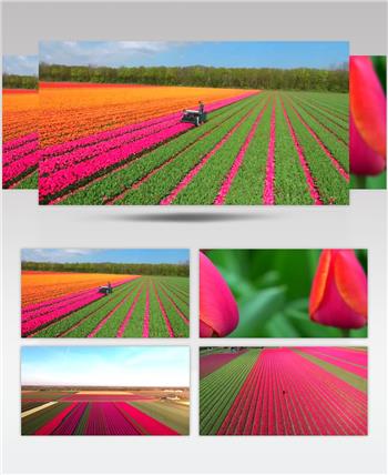 唯美鲜花花田种植农业发展视频素材