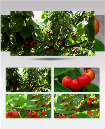 新鲜美味樱桃果园果树生态种植园视频素材