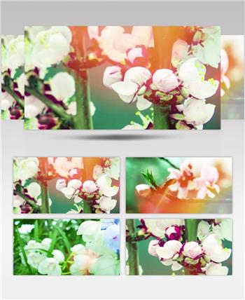梨花又开放背景视频