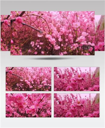 高清实拍视频素材粉红的桃花樱花桃树林