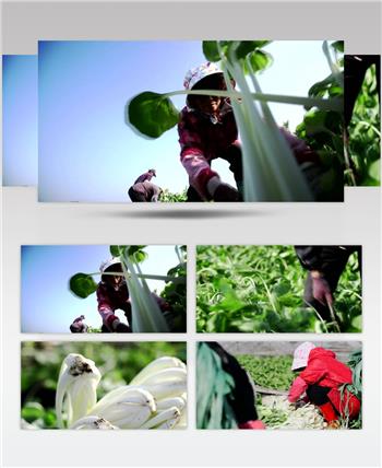 新鲜有机蔬菜农业种植生产基地视频素材