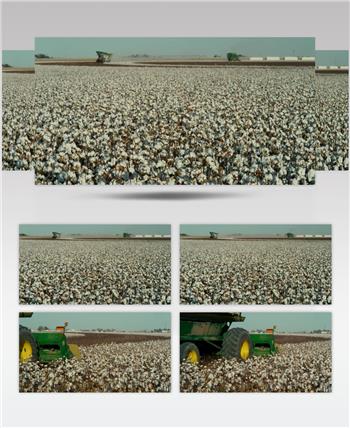 实拍采集棉花基地农业机械化生产视频素材