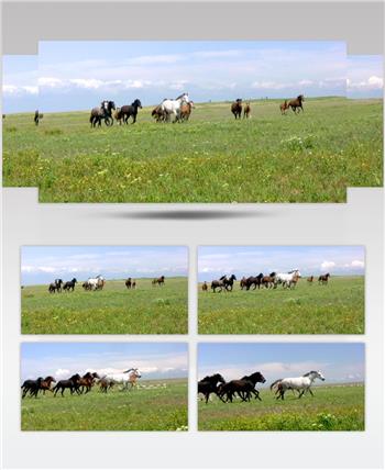 草原上奔腾的马群
