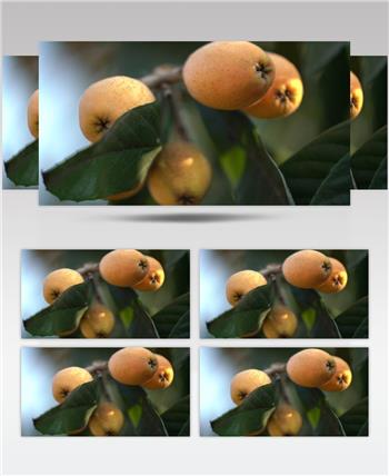 早熟 枇杷 水果 特写 高清视频 素材 枇杷树