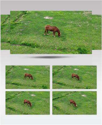 航拍草坪上的马吃草
