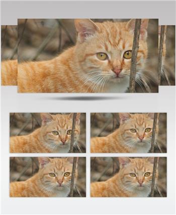 一只橘猫4K实拍