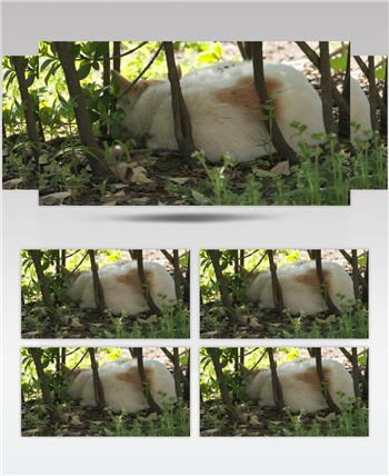 树丛中休息的猫4K实拍