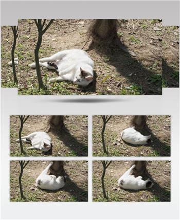 树下翻滚的肥猫4K实拍