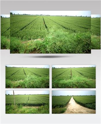 田野 麦田 横拍 原创4k高清