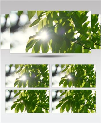 夏天阳光透过树叶素材4K