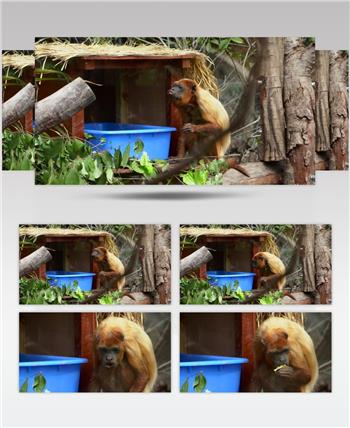 南美洲野生动物红吼猴4K