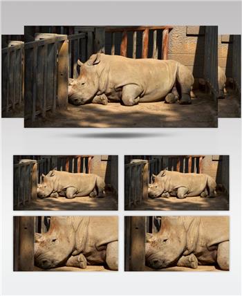 南京红山动物园一只犀牛正在睡觉4K