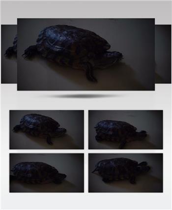 乌龟在地面上爬行暗调压抑原创实拍4K高清