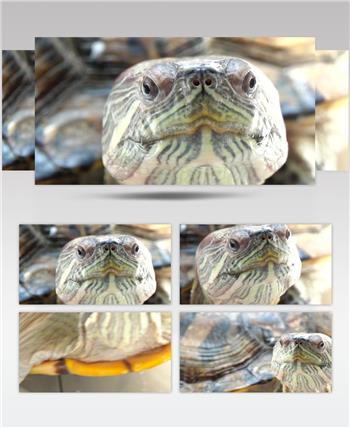 乌龟面部正面大特写乌龟背部纹理特写原创实拍4K高清