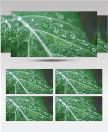 雨水滴在树叶上4K实拍 (2)
