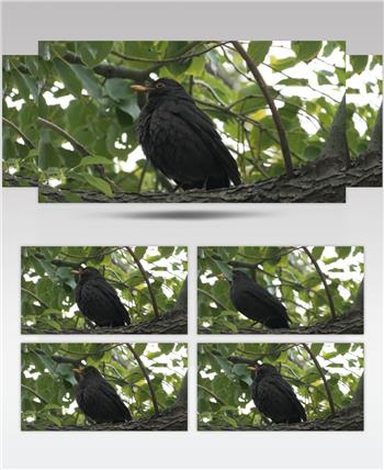 树上一只乌鸫鸟特写实拍镜头