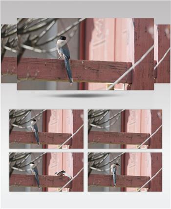 灰喜鹊鸟长焦特写实拍镜头