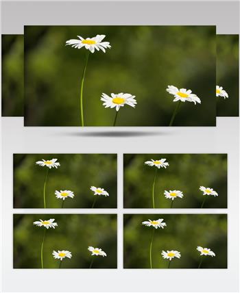 甘菊黄白色花朵实拍镜头