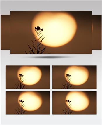 逆光日落太阳植物花朵剪影实拍空镜