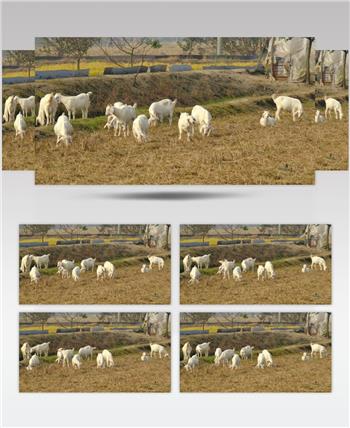 秋天农村饲养山羊吃草动物畜牧业