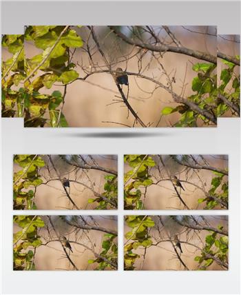 树上一只蓝尾鸲鸟特写实拍