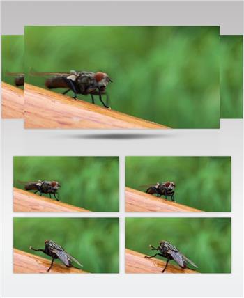 微距实拍一只小苍蝇梳理前腿转身瞪着摄像机4k高清