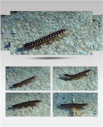 微距实拍千足虫4k高清