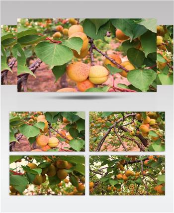 高清实拍果实累累 杏