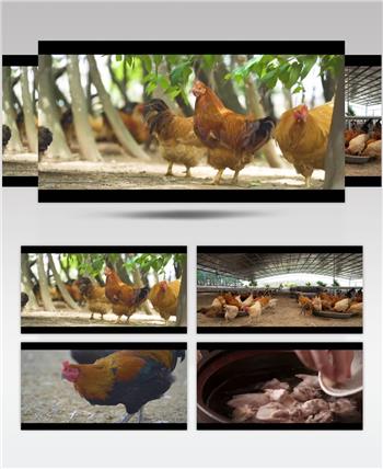 绿色天然养鸡场特色养殖视频素材
