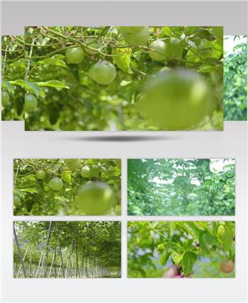 百香果果园水果特写展示农业经济发展视频素材